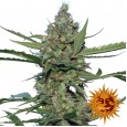 Laughing Buddha - Barney's Farm